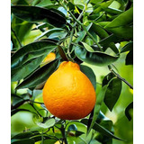 1 Arbolito De Tangelo Minneola (citrus) Naranja De Pera Raro