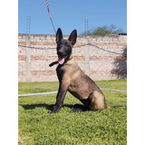 Cachorros Pastor Belga Malinois 