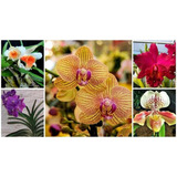 Orquidea 5 Variedades  50 Semillas