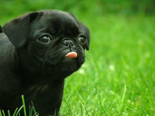 Cachorro Pug Carlino Negro!! 11