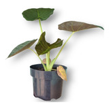 Alocasia Regal Shield Colecionador Decoraçao Planta Natural