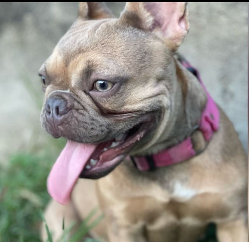 Cachorros Bulldog Frances Blue Fawn Y Blue And Tan