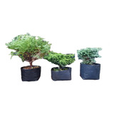 Lote De Juniperos Para Bonsai Cedro Japónes Boulevard Nevado