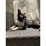 Cachorro Boston Terrier