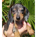 Salchicha Dachshund Cachorros Arlequin 