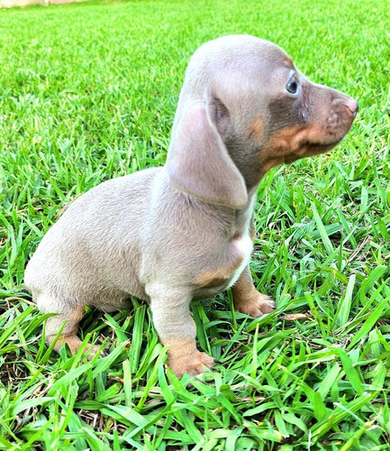 Cachorro Salchicha Mini/ Dachshund Miniatura Exótico. 