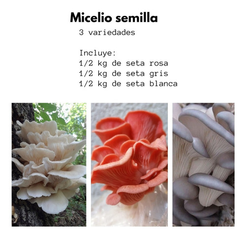 Micelio Semilla 3 Setas (3 Bolsas De 500 Gramos Cada Una)