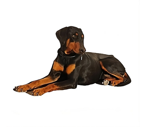 Doberman Macho 5 Años, Sociable Y Sano, Venta O Monta