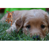 Golden Retriever Cachorros Puros - Aceptamos Tarjetas