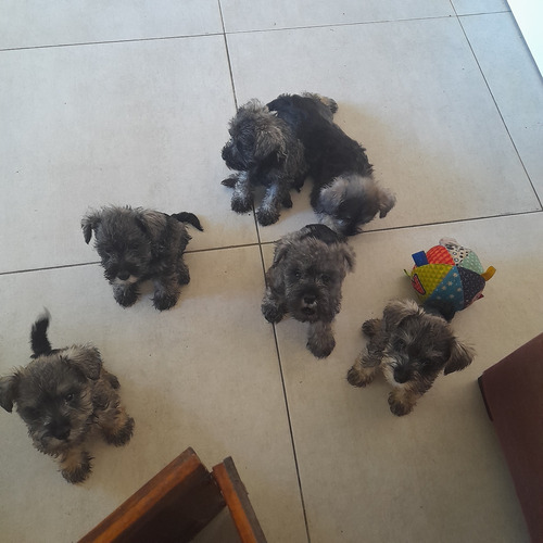 Schnauzer Mini! Leer Descripción 