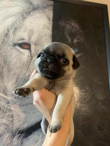 Perrita Pug