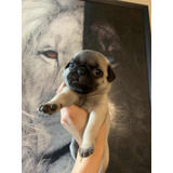 Perrita Pug