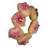 Hoya Heuschkeliana Pink - Muda Flor De Cera