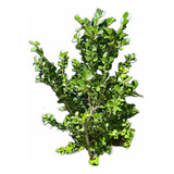 X30 Buxus - Arbusto Cerco Vivo - Planta Siempre Verde