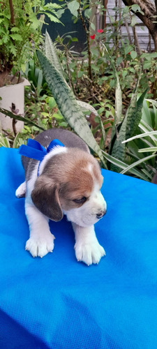 Cachorros Beagles Tricolor De 13 Pulgadas