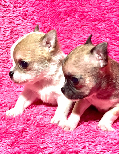 Chihuahua Macho Mini Pelo Corto