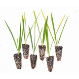 Pack De 6 Palmeras Phoenix Canariensis