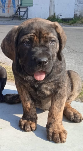 Cane Corso