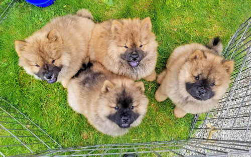 Chow Chow Os Belos Filhotes 