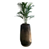 Palmera Areca En Maceta Laqueada De 43cm × 90cm 