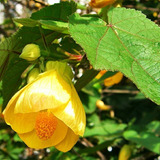 Abutilon Amarillo Arbusto Ornamental Flor