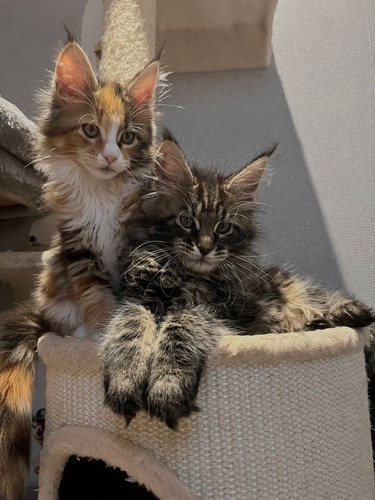 Filhotes De Gato Raça Mainecoon Gatos Gigantes 