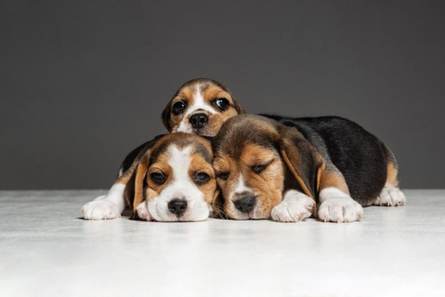 Cachorro Beagle Tricolor 008