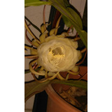 Epiphyllum Oxipetalum, Planta Dama De Noche Grande