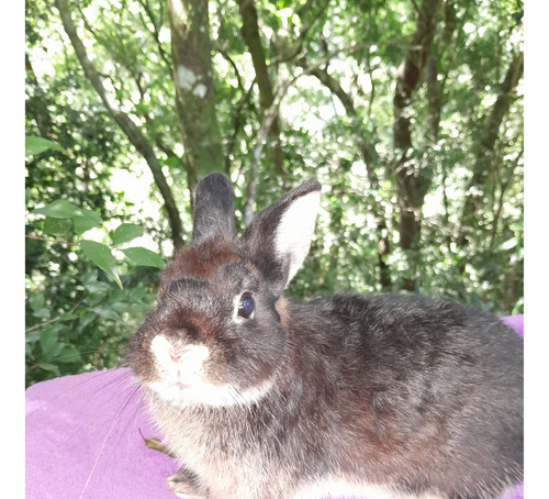 Mini Coelhos Anaos Netherland Dwarf