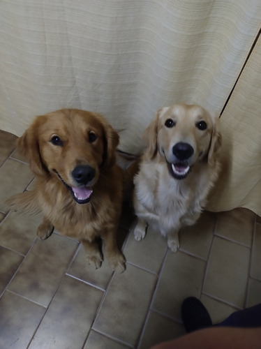 Cachorros Golden Retriever 