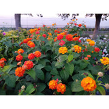 20 Semillas De Lantana Camara Bicolor