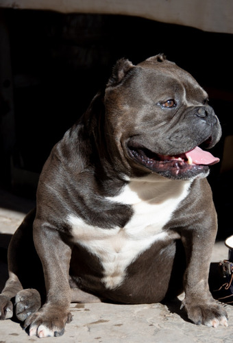 Takami Servicio De Stud American Bully Bullseye 