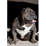 Takami Servicio De Stud American Bully Bullseye 