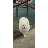 Pomerania Macho Inscrito , Oportunidad!!!