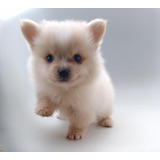 Cachorros Pomerania Lulu De Color Blanco Puros Certificados