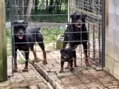 Canil Filhotes De Rottweiler Cabeção Lindos Porte Gigante