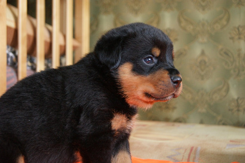 Sublime Rottweiler Super Pedigri Chip Garantía 1