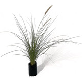 Pennisetum Rupeliano / Gramínea Ornamental / Pack 5 Unidades