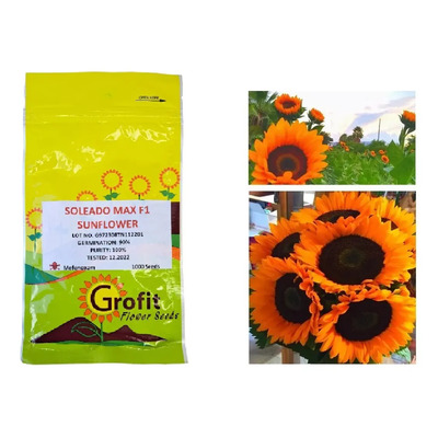 1000 Semillas De Girasol De Corte Soleado Max