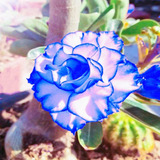 Adenium Rosa Del Desierto Azul Mejorado Más Sorpresa