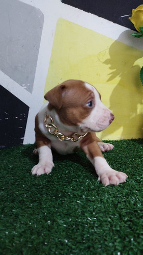 Pitt Bull, Cães Filhotes Com Pedigree 