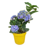 Planta Hortensia + Manual De Cuidados + Fertilizante