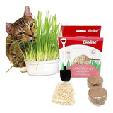 Kit Cat Grass Hierba Gatera Catnip Pasto Bioline