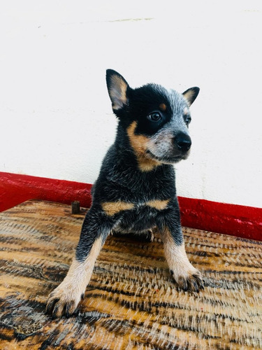 Espectaculares Cachorros Pastor Australiano Ganadero 