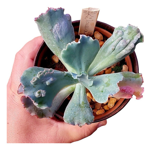 Rara Muda Echeveria Gibbiflora Kilauea Verrugas Legítima 