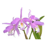 Orquidea Cattleya Maxima Concolor  * Pré Adulta *