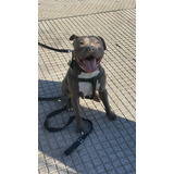 Perro Pitbull Blue Macho Para Servicio