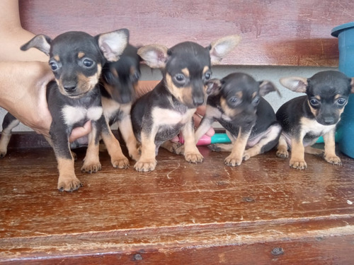 Pinscher,  Filhotes Miniatura Com Pedigree 