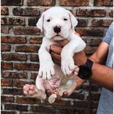 Cachorros Dogo Argentino Premium 44