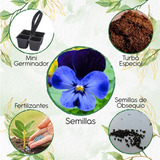 80 Semillas Viola Tricolor Máxima + Mini Kit De Germinación